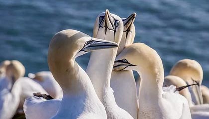 开云体育-勇士公牛正在商讨交易 榜眼签换四号签+小卡特