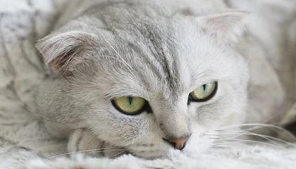 kaiyun-中国队0:0澳大利亚队 晋级U23亚洲杯正赛